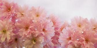Background Beauty BirtHDay Bless You Photo Avopix