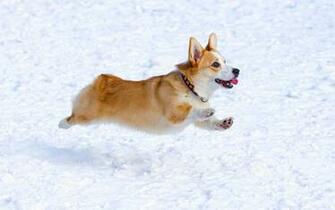 Oh No Corgis Close To Becoming An Endangered Breed