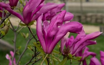 Purple Magnolia Wallpaper