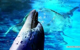 Living 3d Dolphins Animated Wallpaper Desktop Dolphin