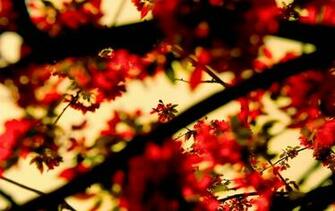 Hello Spring Wallpaper By Dexx83