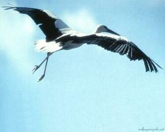 Stork Wallpaper