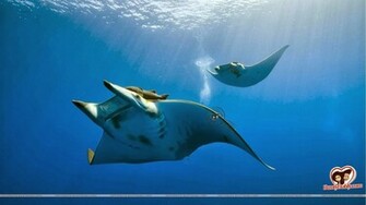 Aquatic Wallpaper Top HD NicewallpaperHD