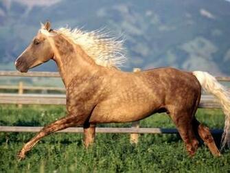 Horse Screensaver Screensavers