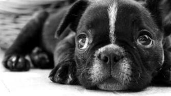 White And Black Dogs Wallpaper Posted By Sarah Tremblay