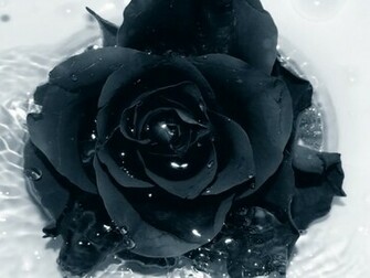 Black Rose Wallpaper HD Pictures One