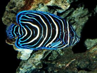 Beautiful Fish Wallpaper