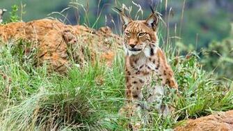 Bobcat Lynx Wallpaper