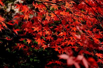 Red Autumn Leaf Forest Maple Wallpaper 4k HD