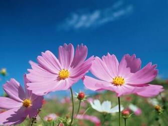 Cosmos Flower Wallpaper Wallpaper9