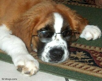 Saint Bernard Wallpaper Pictures Breed Information