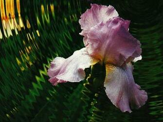 Purple Iris Wallpaper