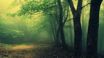 Hoia Baciu Woods Wallpaper Haunted Romanian Forest