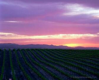 Wallpaper Hyperlinks Allowed For Washington Wine Create A