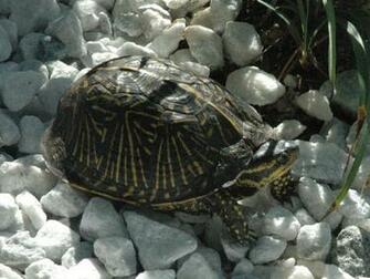 Baby Turtle Wallpaper
