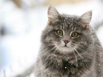 Cute Cat In The Snow Desktop Wallpaper Programming Resource Center