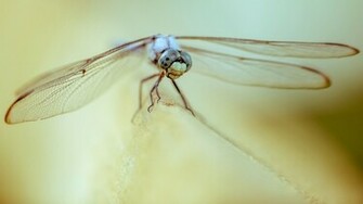 Dragonfly Wallpaper