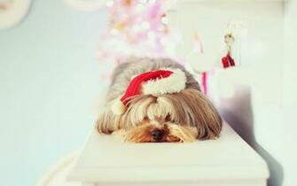 High Quality Wallpaper Decorative Fun Dog Breed Shih Tzu