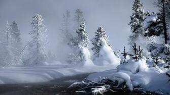 Snowy Fir Trees Wallpaper