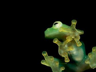 Related Pictures Cute Frog Background Wallpaper With