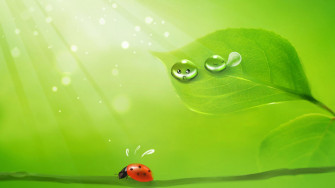 Green Leaves Wallpaper