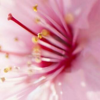 Pink Flowers iPad Air Wallpaper iPhone