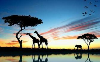 Giraffe Wallpaper Image Photos Pictures Background