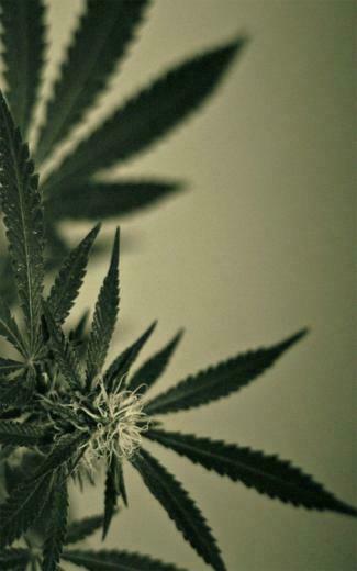Dope Weed Pictures Marijuana Ganja