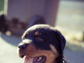 Animals Dogs Puppies Rottweiler Wallpaper