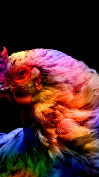 Chicken Wallpaper 4k Colorful Black