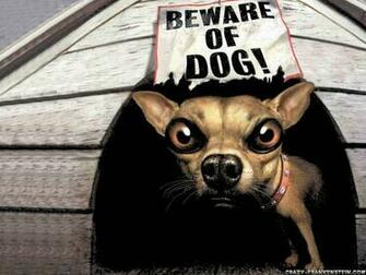 Funny Dog Wallpaper HD In Imageci
