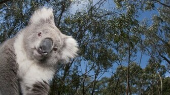 Koala Wallpaper