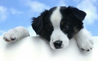 Dog Dogs Wallpaper