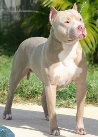 Light Brown Pitbull Dog In A Park Puppies Wallpaper Picture