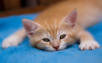 Cute Kitten Desktop Wallpaper