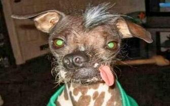 Ugly Dog Wallpaper