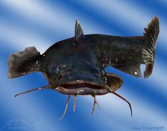 Catfish Wallpaper For Desktop Handpicked S