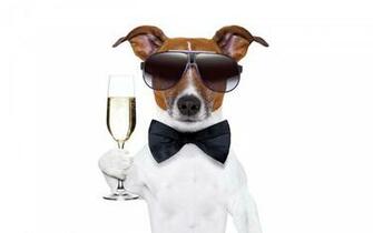 Cool Dog Wallpaper