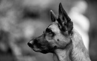 Wallpaper Dog German Shepherd Look Black And White