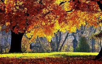 Beautiful Autumn Scenery Wallpaper Beauty Of Nature In Morning