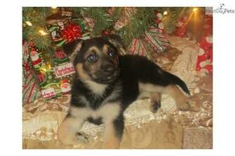 Meet Merry Christmas A Cute German Shepherd Puppy For
