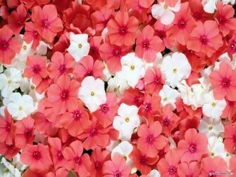 Beautyful Flowers Beautiful Background Wallpaper