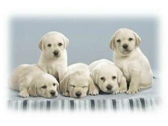 Cool Dog Wallpaper Dogs