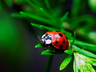 Ladybug Wallpaper