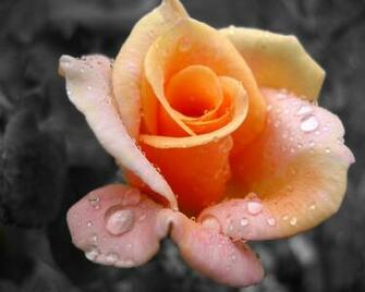 Fresh Yellow Rose Wallpaper HD