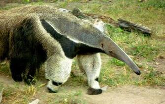 Anteater Wallpaper