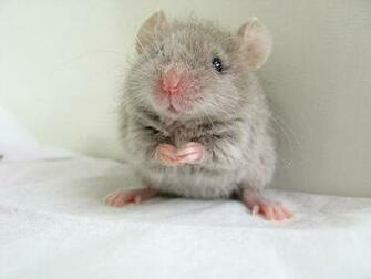 Cute Mouse Animals HD Wallpaper Update