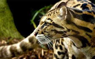 Best Ocelot Background Id For High Resolution HD Pc