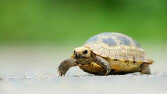 Baby Elongated Tortoise 4k HD Desktop Wallpaper For Ultra