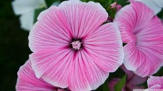 Pink Flower Close Up Wallpaper